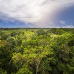 Amazon Rainforest at Sacha Lodge, Coca, Ecuador, South America